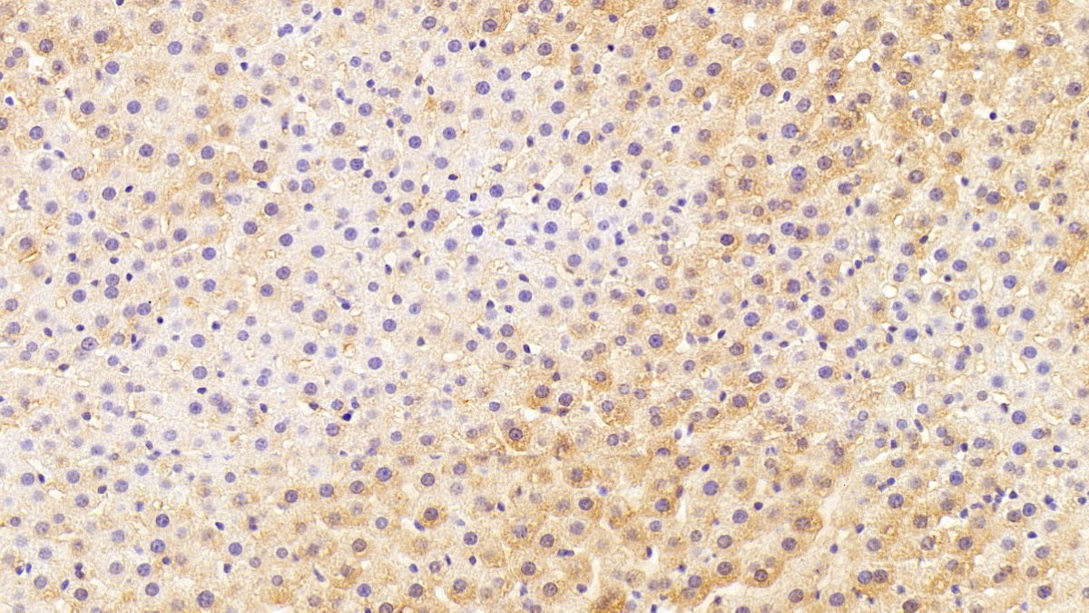 Western Blot; Sample: Lane1: Rat Liver lysate; Lane2: Rat Kidney lysate; Lane3: Porcine Liver lysate; Lane4: HepG2 cell lysate Primary Ab: 0.2ug/ml Mouse Anti-Human HPD Antibody Second Ab: 0.2ug/mL HRP-Linked Caprine Anti-Mouse IgG Polyclonal Antibody