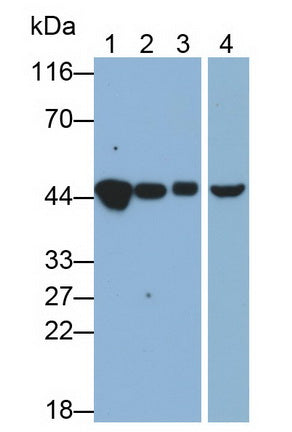 4-Hydroxyphenylpyruvate Dioxygenase (HPD) Monoclonal Antibody - image 3