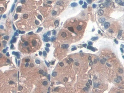 Western Blot; Sample: Human Urine Primary Ab: 3ug/ml Mouse Anti-Human PGA Antibody Second Ab: 0.2ug/mL HRP-Linked Caprine Anti-Mouse IgG Polyclonal Antibody