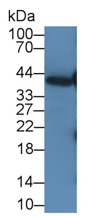 Pepsinogen A (PGA) Monoclonal Antibody - image 3