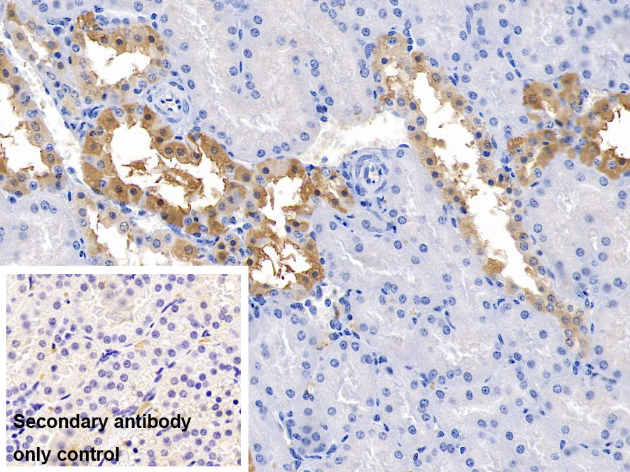 Aquaporin 3, Gill Blood Group (AQP3) Polyclonal Antibody - image 2
