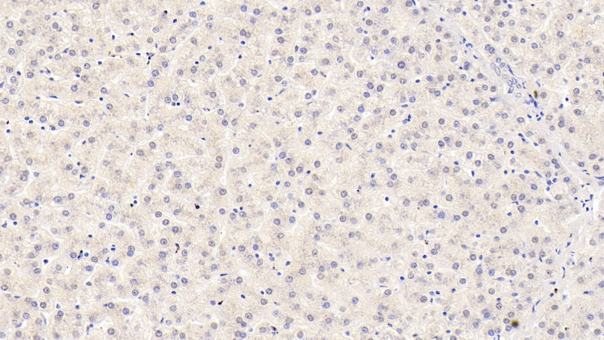 DAB staining on IHC-P; Sample: Porcine Kidney Tissue; Primary Ab: 30ug/ml Mouse Anti-Human ITGb1 Antibody; Second Ab: 2ug/mL HRP-Linked Caprine Anti-Mouse IgG Polyclonal Antibody