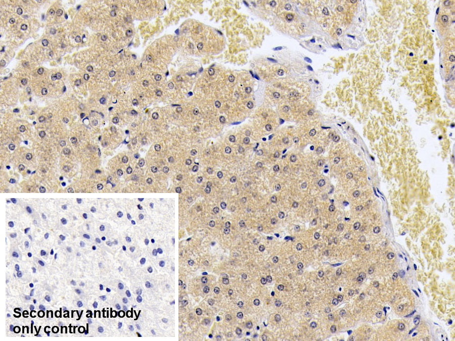 Western Blot; Sample: Lane1: Human Lymphocyte lysate; Lane2: Human Urine Primary Ab: 2ug/ml Mouse Anti-Human S100A9 Antibody Second Ab: 0.2ug/mL HRP-Linked Caprine Anti-Mouse IgG Polyclonal Antibody