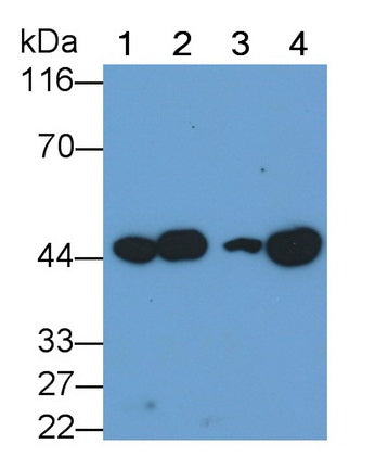 Vascular Endothelial Growth Factor C (VEGFC) Monoclonal Antibody - image 2