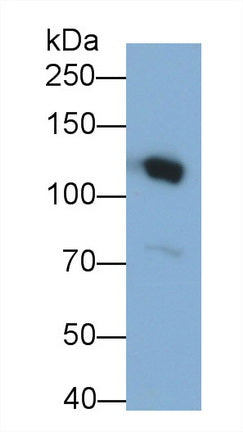 Complement Component 3a (C3a) Monoclonal Antibody - image 3