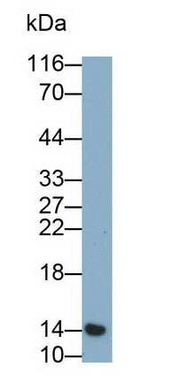Cystatin 4 (CST4) Monoclonal Antibody - image 2