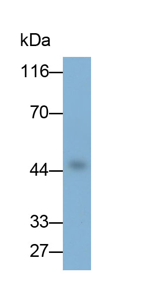 Western Blot; Samples: Lane1: Mouse Cerebrum lysate; Lane2: 293T cell lysate; Primary Ab: 0.5ug/ml Mouse Anti-Rat ANGPTL4 Antibody; Second Ab: 0.2ug/ml HRP-Linked Caprine Anti-Mouse IgG Polyclonal Antibody