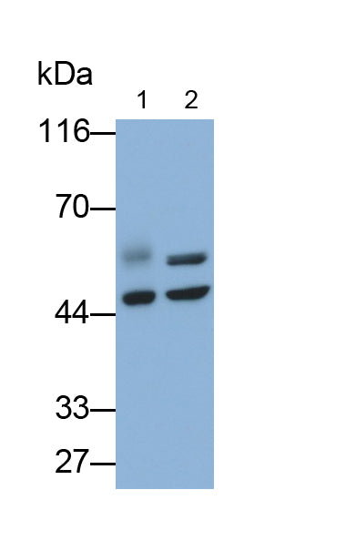 Angiopoietin Like Protein 4 (ANGPTL4) Monoclonal Antibody - image 4