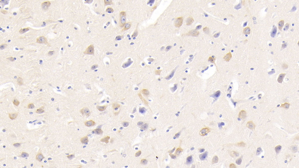 DAB staining on IHC-P; Sample: Human Kidney Tissue; Primary Ab: 30ug/ml Mouse Anti-Human NRGN Antibody; Second Ab: 2ug/mL HRP-Linked Caprine Anti-Mouse IgG Polyclonal Antibody