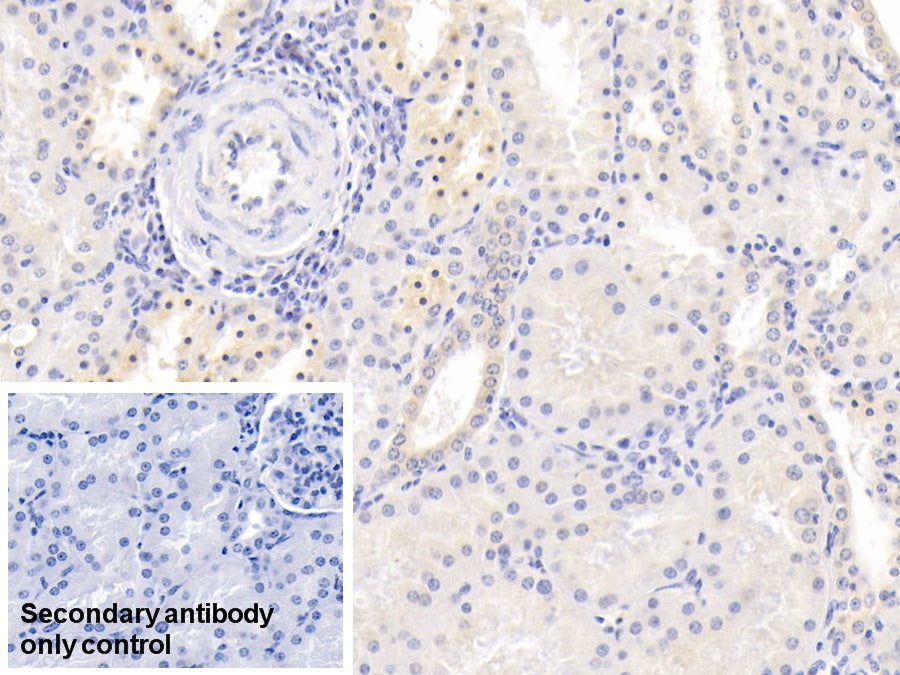 Neurogranin (NRGN) Monoclonal Antibody - image 5