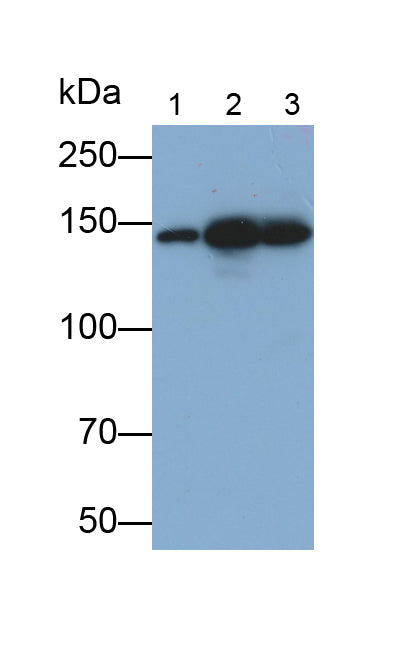 Kinesin Family, Member 5A (KIF5A) Monoclonal Antibody - image 2