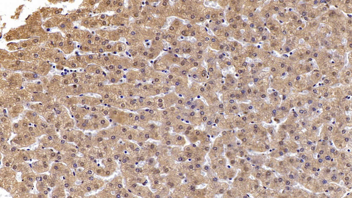 DAB staining on IHC-P; Sample: Human Spleen Tissue; Primary Ab: 10ug/ml Mouse Anti-Human ANXA3 Antibody; Second Ab: 2ug/mL HRP-Linked Caprine Anti-Mouse IgG Polyclonal Antibody