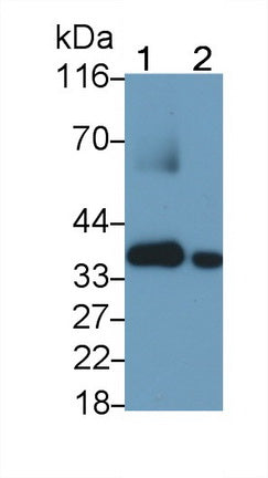 Annexin A3 (ANXA3) Monoclonal Antibody - image 5