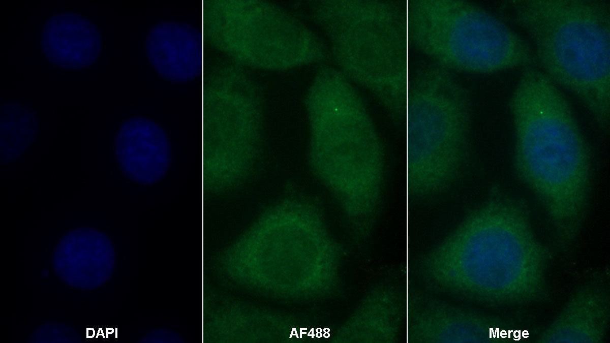Mucin 5 Subtype B (MUC5B) Monoclonal Antibody - image 2