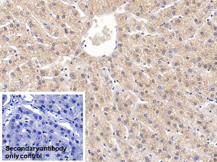Visfatin (VF) Monoclonal Antibody - image 5