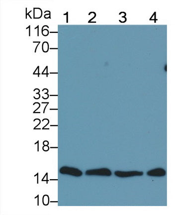 Western Blot; Sample: Lane1: Rat Cerebrum lysate; Lane2: Mouse Cerebrum lysate; Lane3: Bovine Cerebrum lysate; Lane4: Canine Cerebrum lysate; Primary Ab: 0.2ug/ml Mouse Anti-Multi-species H3 Antibody; Second Ab: 0.2ug/mL HRP-Linked Caprine Anti-Mouse IgG Polyclonal Antibody