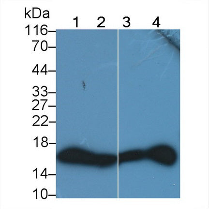 Histone H3 (H3) Monoclonal Antibody - image 3