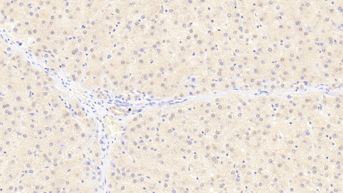 Fission 1 (FIS1) Monoclonal Antibody - image 2