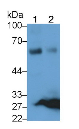 Macrophage Receptor With Collagenous Structure (MARCO) Polyclonal Antibody - image 2
