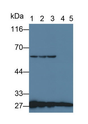 Tyrosine 3/Tryptophan 5 Monooxygenase Activation Protein Zeta (YWHAz) Monoclonal Antibody - image 2