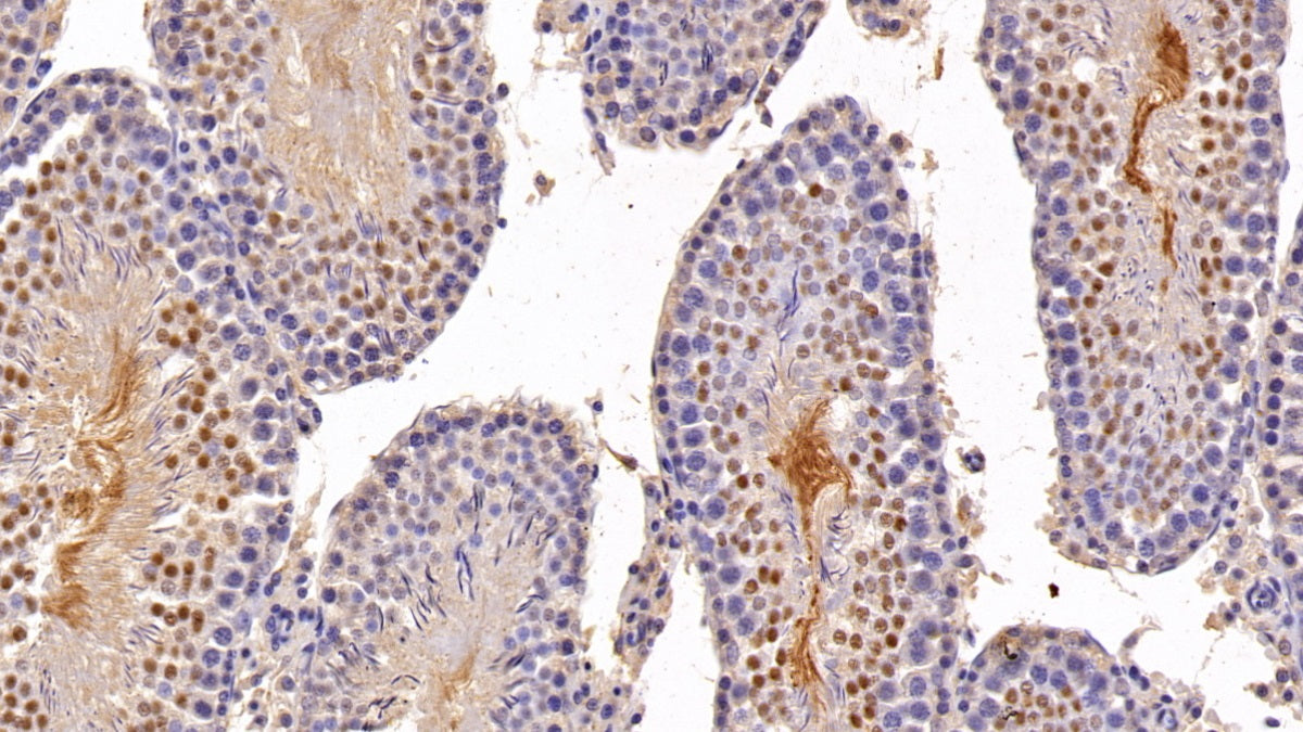 Western Blot; Sample: NIH/3T3 cell lysate; Primary Ab: 0.1ug/ml Rabbit Anti-Human AR Antibody; Second Ab: 0.2ug/ml HRP-Linked Caprine Anti-Rabbit IgG Polyclonal Antibody