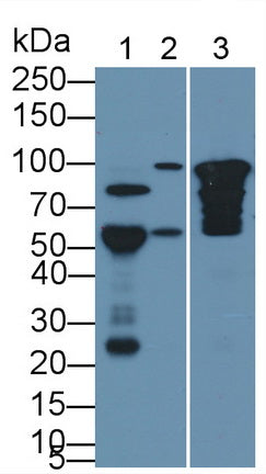 Cartilage Oligomeric Matrix Protein (COMP) Monoclonal Antibody - image 2