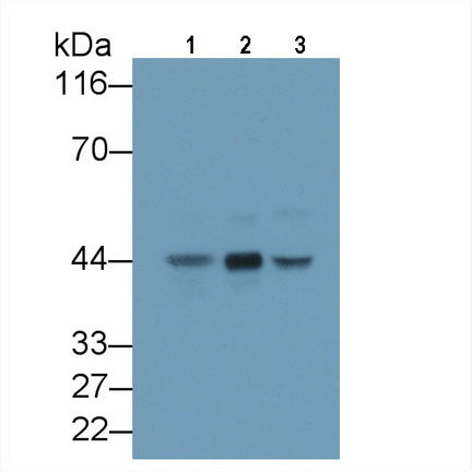 Alpha-2-Glycoprotein 1, Zinc Binding (aZGP1) Monoclonal Antibody - image 2
