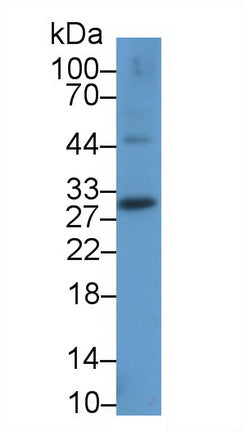 Programmed Cell Death Protein 1 Ligand 2 (PDL2) Monoclonal Antibody - image 2