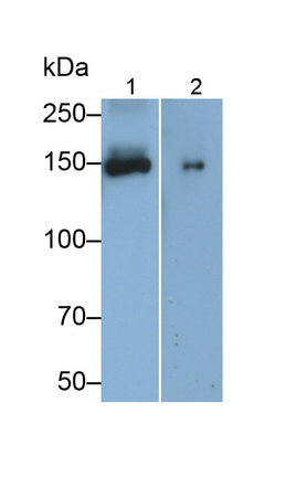 Angiomotin (AMOT) Monoclonal Antibody - image 3