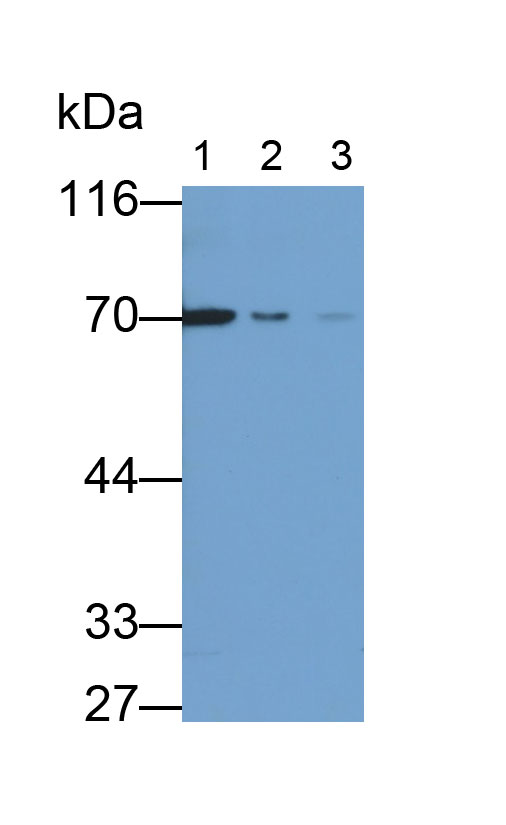 Lamin B1 (LMNB1) Monoclonal Antibody - image 2
