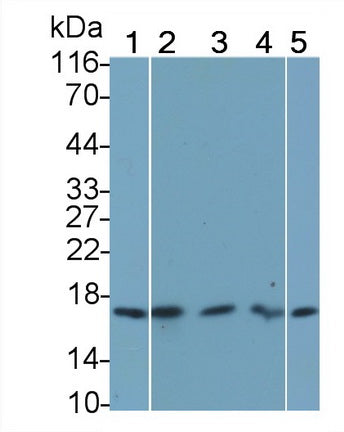Fibroblast Growth Factor 1, Acidic (FGF1) Monoclonal Antibody - image 2