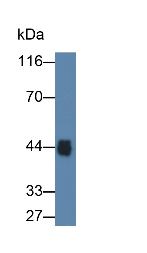 Ovalbumin (OVA) Monoclonal Antibody - image 2