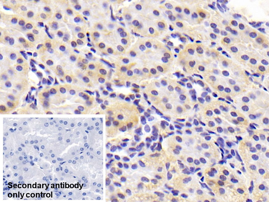 Adiponectin (ADPN) Monoclonal Antibody - image 5