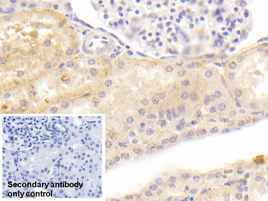 Western Blot; Sample: Lane1: Porcine Kidney lysate; Lane2: Human Urine Primary Ab: 2ug/ml Mouse Anti-Human ABP1 Antibody Second Ab: 0.2ug/mL HRP-Linked Caprine Anti-Mouse IgG Polyclonal Antibody