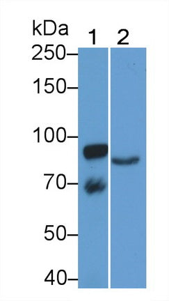Amiloride Binding Protein 1 (ABP1) Monoclonal Antibody - image 4
