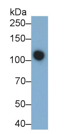 Alanine Aminopeptidase (AAP) Monoclonal Antibody - image 2