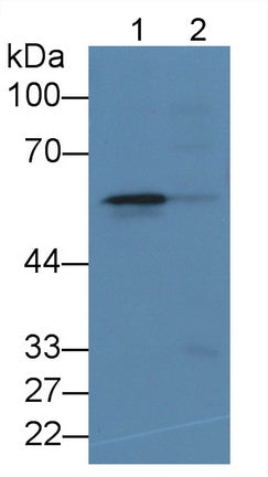 5-Lipoxygenase (5-LO) Monoclonal Antibody - image 2