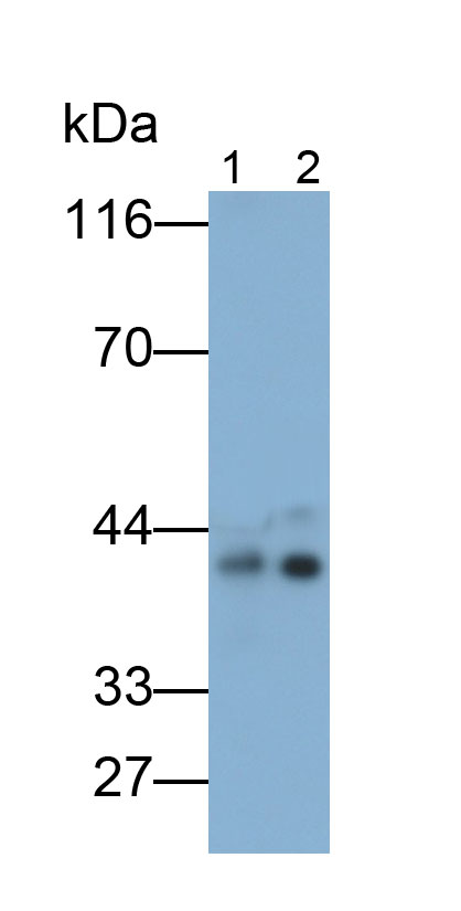 Apolipoprotein A5 (APOA5) Monoclonal Antibody - image 2