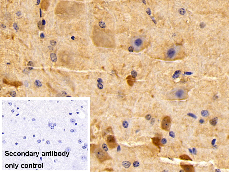 AF488 staining on IF; Sample: Hela cell; Primary Ab: 20ug/ml Rabbit Anti-Human PVALB Antibody; Second Ab: 2ug/ml AF488-Linked Caprine Anti-Rabbit IgG Polyclonal Antibody
