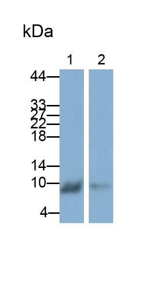 Parvalbumin (PVALB) Polyclonal Antibody - image 5