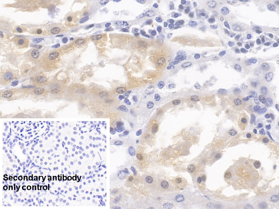 4-Hydroxyphenylpyruvate Dioxygenase (HPD) Monoclonal Antibody - image 5