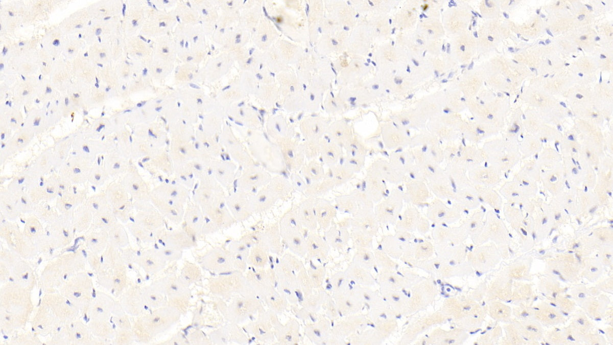 Nuclear Receptor Coactivator 3 (NCOA3) Monoclonal Antibody - image 2