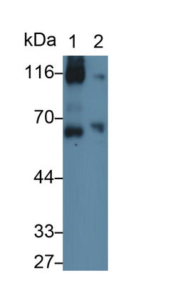 Vascular Cell Adhesion Molecule 1 (VCAM1) Monoclonal Antibody - image 2