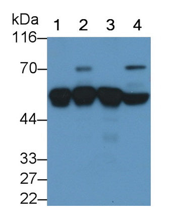 Alpha-1-Antitrypsin (a1AT) Monoclonal Antibody - image 2