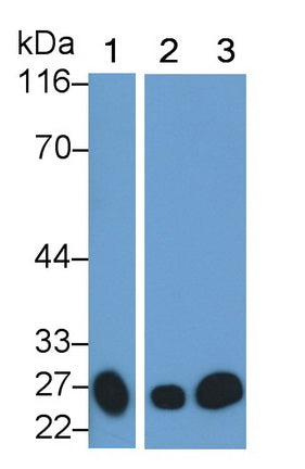 Cathepsin S (CTSS) Monoclonal Antibody - image 2