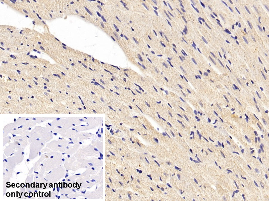 Western Blot; Sample: Lane1: Rat Heart lysate; Lane2: Rat Liver lysate; Lane3: Rat Lung lysate; Lane4: Rat Cerebrum lysate Primary Ab: 0.04ug/ml Mouse Anti-Rat SOD1 Antibody Second Ab: 0.2ug/mL HRP-Linked Caprine Anti-Mouse IgG Polyclonal Antibody