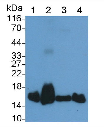 Superoxide Dismutase 1 (SOD1) Monoclonal Antibody - image 4