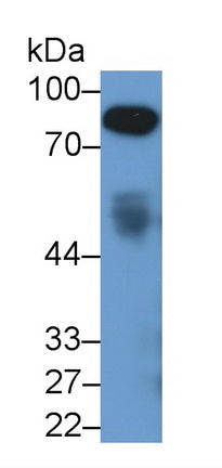 Afamin (AFM) Monoclonal Antibody - image 2