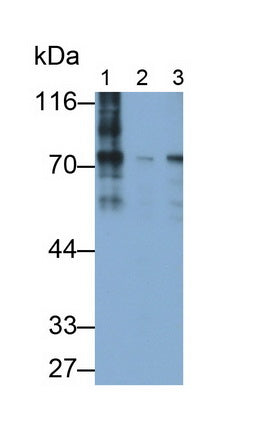 Methyl CpG Binding Protein 2 (MECP2) Monoclonal Antibody - image 2