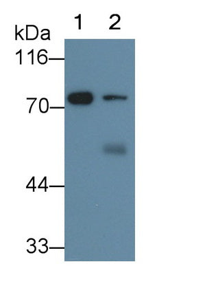 Cytochrome P450 Reductase (CPR) Monoclonal Antibody - image 2